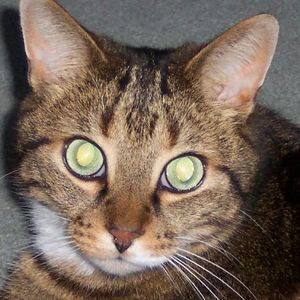 Meet your Posher, Darlene